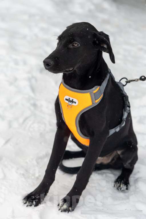 Собаки в Химках: Ищем дом изящному Лорду Мальчик, Бесплатно - фото 7