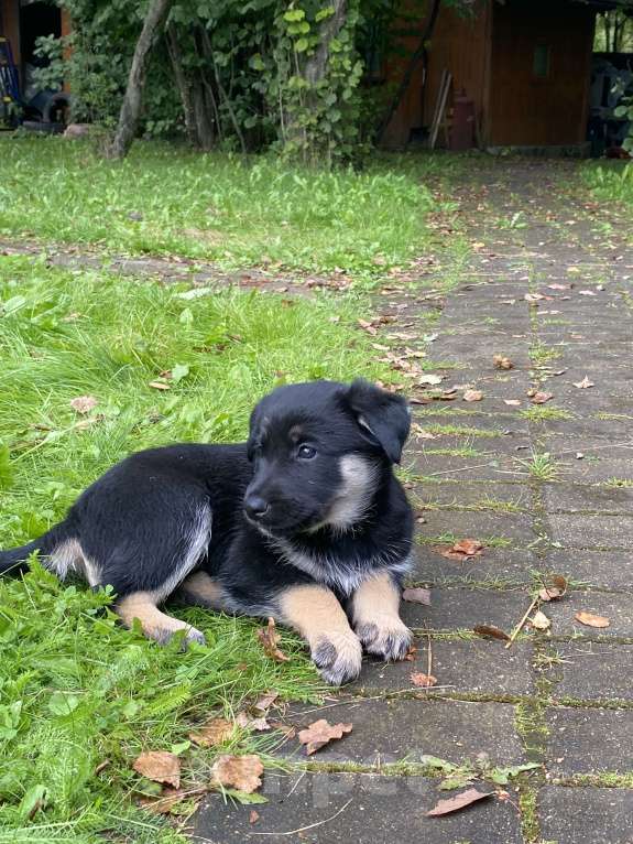 Собаки в Москве: Внуки хаски Девочка, 200 руб. - фото 2