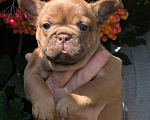 Собаки в Москве: Шоколадная красотка Девочка, 85 000 руб. - фото 2
