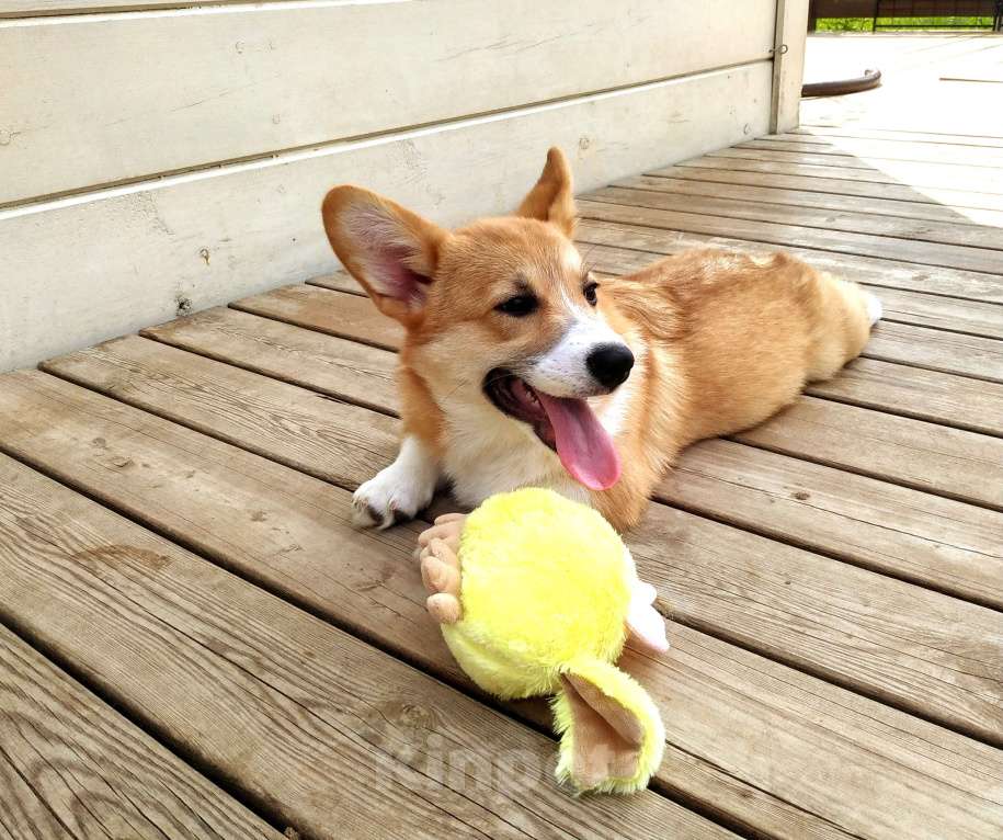 Собаки в других городах Московской области: Щенки вельш корги пемброк Девочка, 55 000 руб. - фото 4