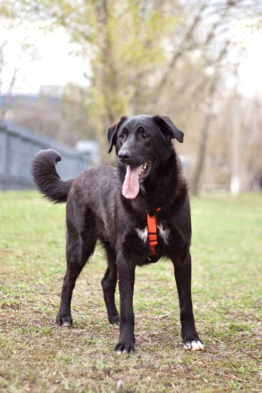 Собаки в Москве: Нежный и ласковый Уинтер в поисках дома Мальчик, Бесплатно - фото 1