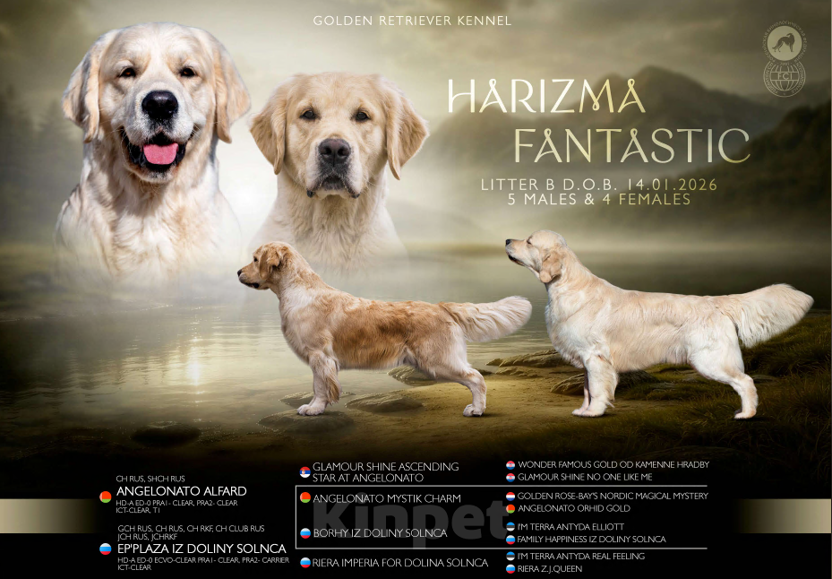 Собаки в Москве: Золотистого ретривера щенки Мальчик, 90 000 руб. - фото 6