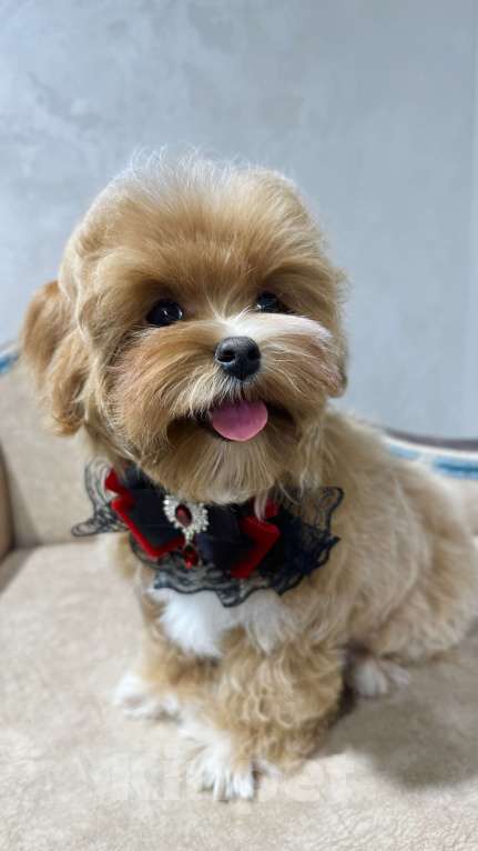 Собаки в Москве: Продается щенок Мальтипу мальчик Мальчик, 140 000 руб. - фото 4