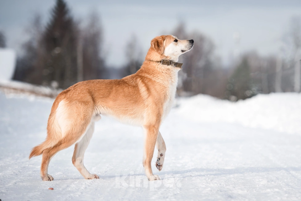 Собаки в Сергиеве Посаде: Молодой метис русской гончей Коржик Мальчик, 10 руб. - фото 6