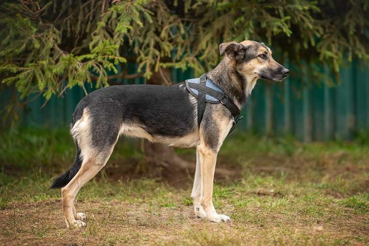 Собаки в Москве: Афродита Девочка, Бесплатно - фото 2