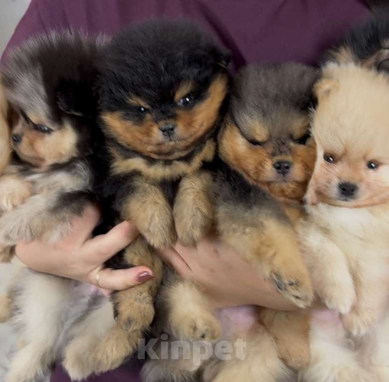 Собаки в Москве: Малыши и малышки померанского и малого шпица Девочка, Бесплатно - фото 3