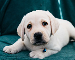 Собаки в Москве: Лабрадор-ретривер, щенок Мальчик, Бесплатно - фото 8