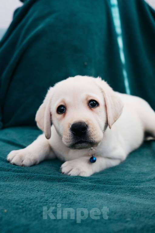 Собаки в Москве: Лабрадор-ретривер, щенок Мальчик, Бесплатно - фото 8