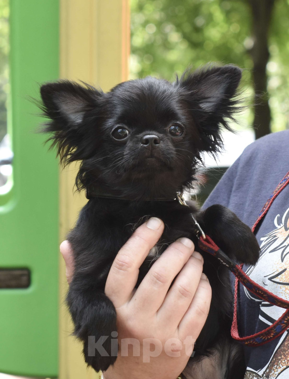 Собаки в Москве: Черная красавица чихуахуа Девочка, Бесплатно - фото 3