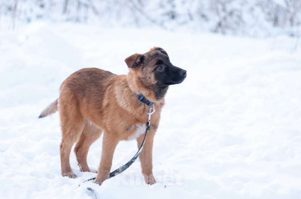 Собаки в Ногинске: Тэйси — ваш персональный солнечный лучик!  Девочка, Бесплатно - фото 5