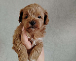 Собаки в Москве: Мальчик мальтипу ф1 Мальчик, 50 000 руб. - фото 1