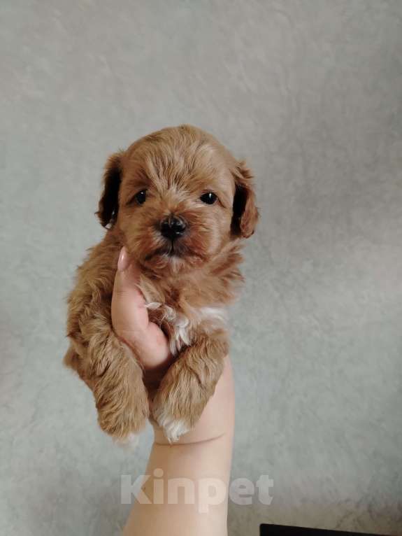 Собаки в Москве: Мальчик мальтипу ф1 Мальчик, 50 000 руб. - фото 1