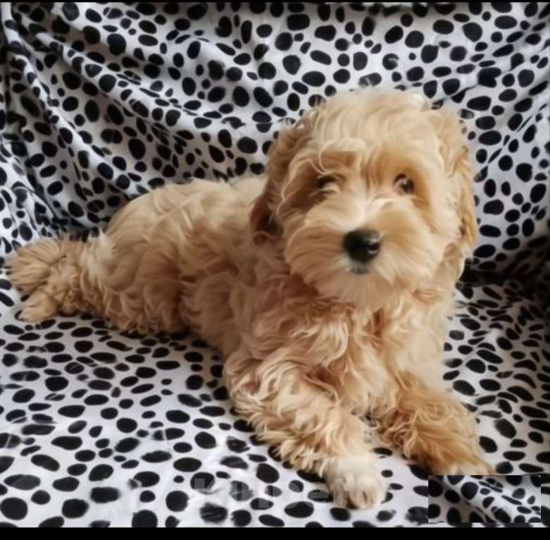 Собаки в Октябрьском: Мальтипу f 1 Девочка, 65 000 руб. - фото 1