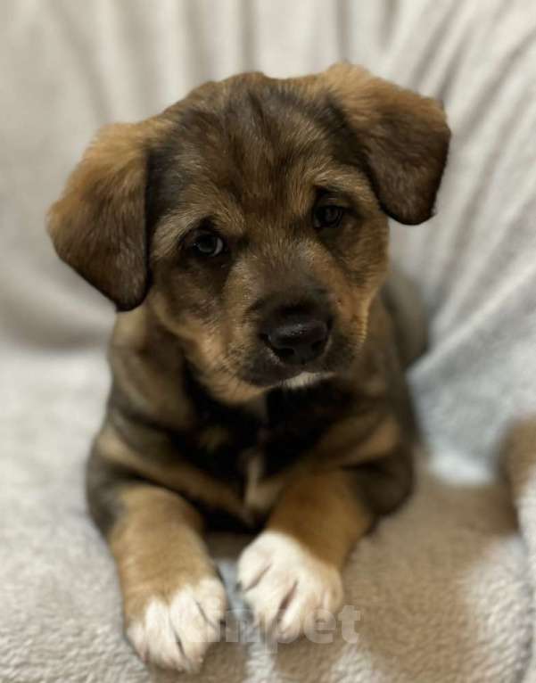 Собаки в Москве: Щенки от маленькой белой собачки в дар Девочка, 1 руб. - фото 10