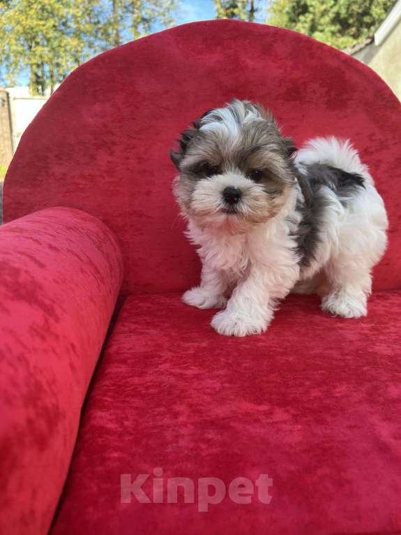 Собаки в других городах Московской области: Белый Мальчик, 35 000 руб. - фото 3