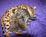 Кошки в Колпашево: Бенгальские котята, 15 000 руб. - фото 5
