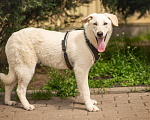 Собаки в Москве: Мальчик Клевер, молодой пёс ищет дома, метис лабрадора Мальчик, 10 руб. - фото 6