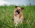 Собаки в Москве: Бордер-колли Бильбо в дар Мальчик, Бесплатно - фото 1