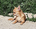 Собаки в Кинели: щенок чихуахуа Мальчик, 30 000 руб. - фото 1