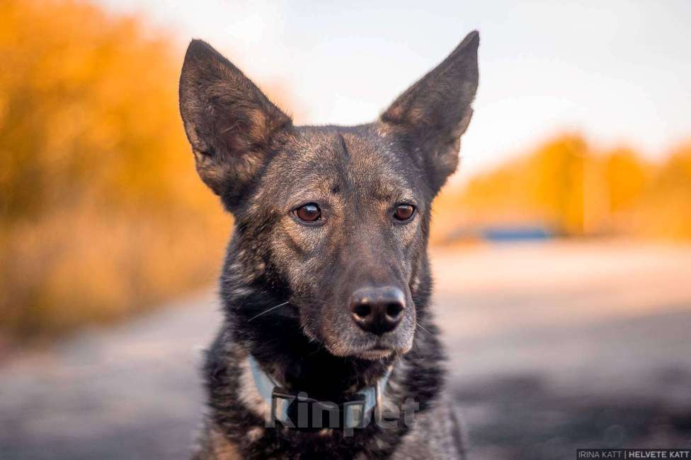 Собаки в Москве: Спокойный утончённый и тактичный Джай из приюта в добрые руки Мальчик, Бесплатно - фото 4