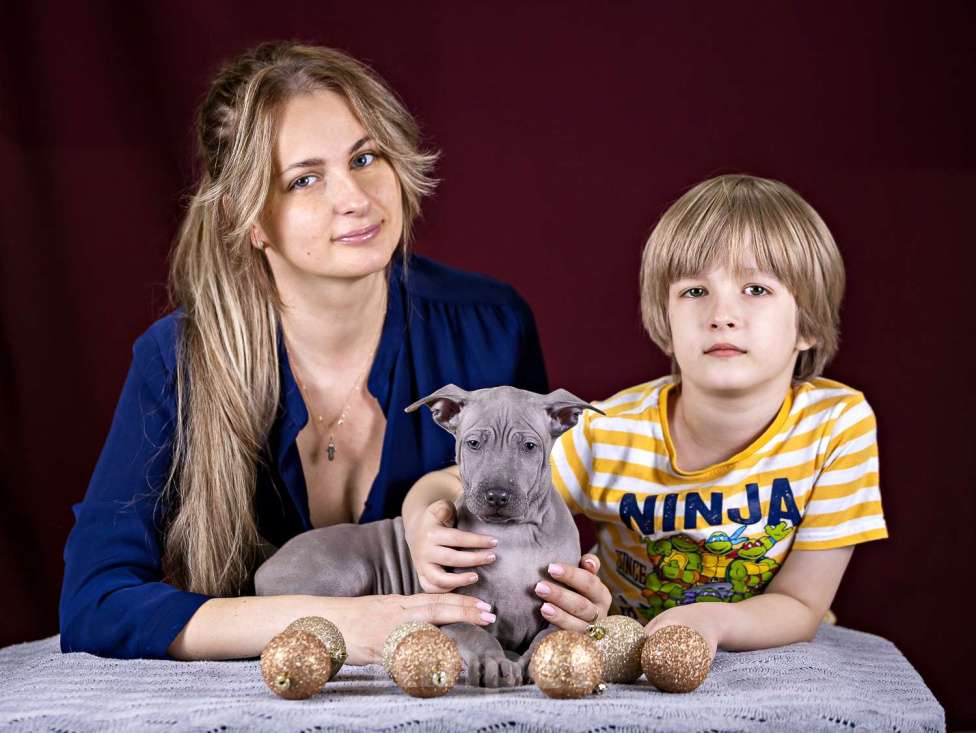 Собаки в других городах Московской области: Щенок Тайского Риджбека Девочка, 100 000 руб. - фото 6