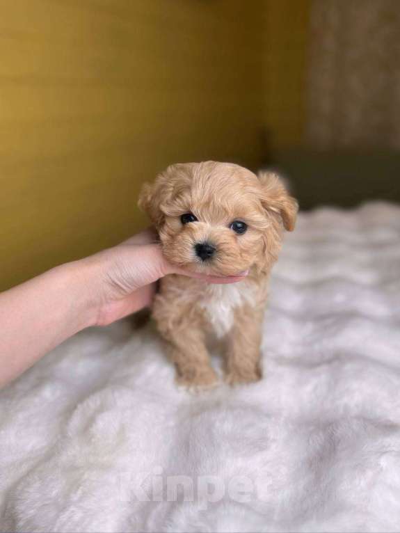 Собаки в Москве: Юник  Мальчик, 180 000 руб. - фото 5