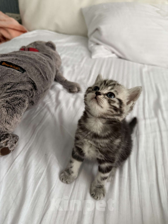 Кошки в Москве: Продам срочно . Торг Девочка, Бесплатно - фото 1