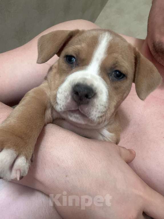 Собаки в Туле: Американский стаффордширский терьер Девочка, 55 000 руб. - фото 3