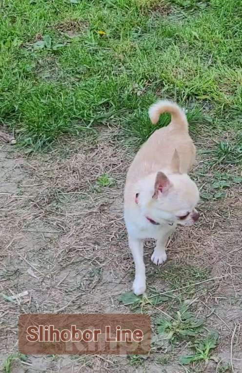 Собаки в Москве: Кобель Чихуахуа для вязки Мальчик, Бесплатно - фото 4