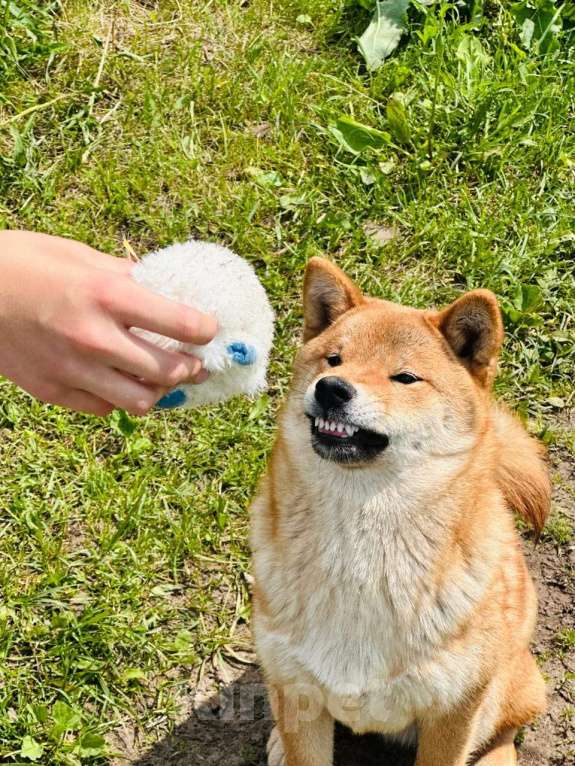 Собаки в Москве: Штурман. Самый лучший сиба  Мальчик, 40 000 руб. - фото 4
