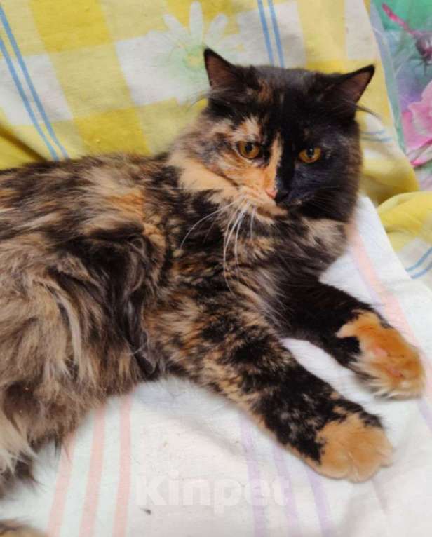 Кошки в Королеве: Кошечка Шелли ищет семью Девочка, Бесплатно - фото 8