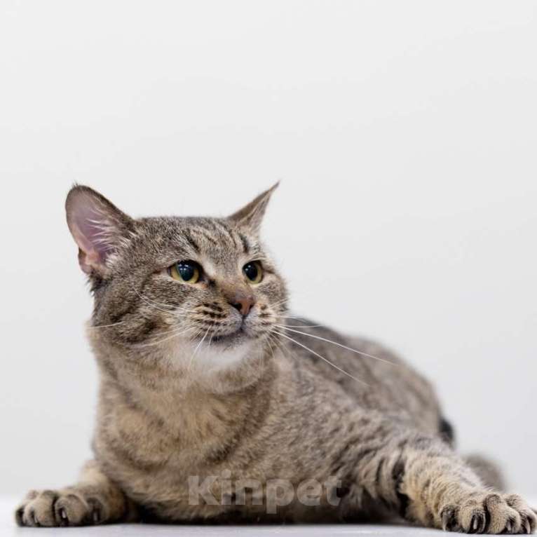 Кошки в Москве: Кот Паштет в добрые руки Мальчик, 100 руб. - фото 2