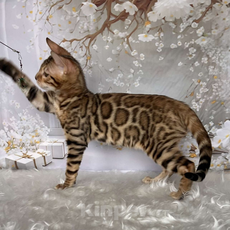 Кошки в Москве: Бенгальский котёнок  Мальчик, Бесплатно - фото 6