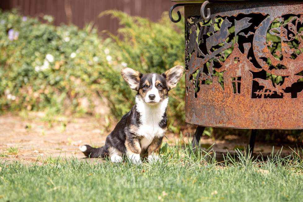 Собаки в Москве: Роскошная девчонка корги Девочка, 60 000 руб. - фото 4