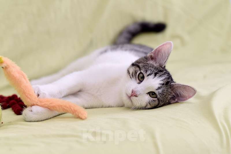 Кошки в Москве: Крис — главный приз! Котенок в добрые руки Мальчик, Бесплатно - фото 2