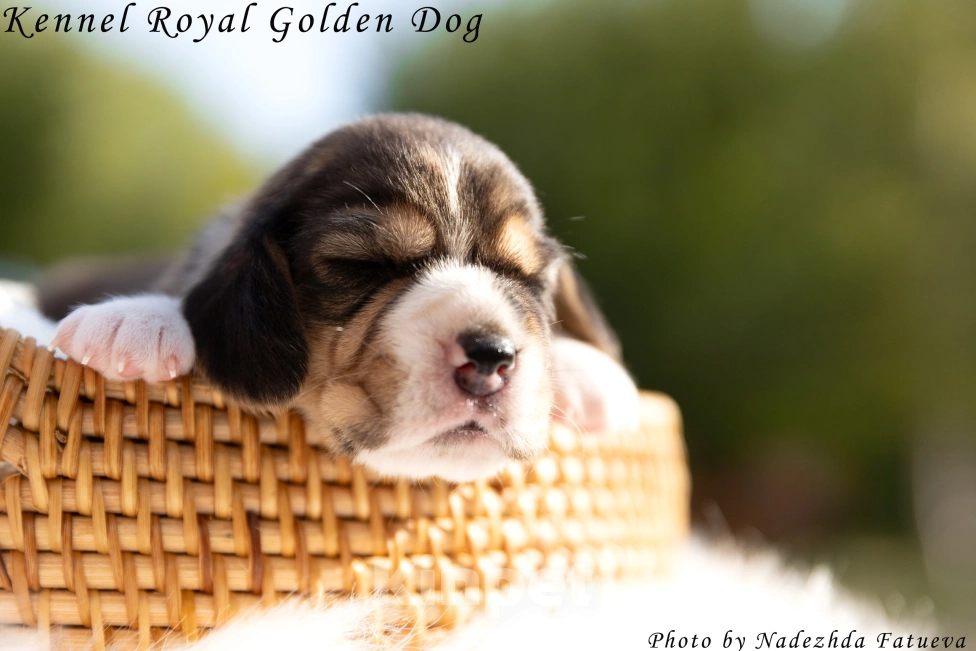 Собаки в Москве: Щенки бигль Мальчик, 60 000 руб. - фото 3