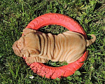 Собаки в Зеленограде: Прекрасный абрикосовый малыш шарпей из монопородного московского питомника Шат Шьюн Мальчик, Бесплатно - фото 3