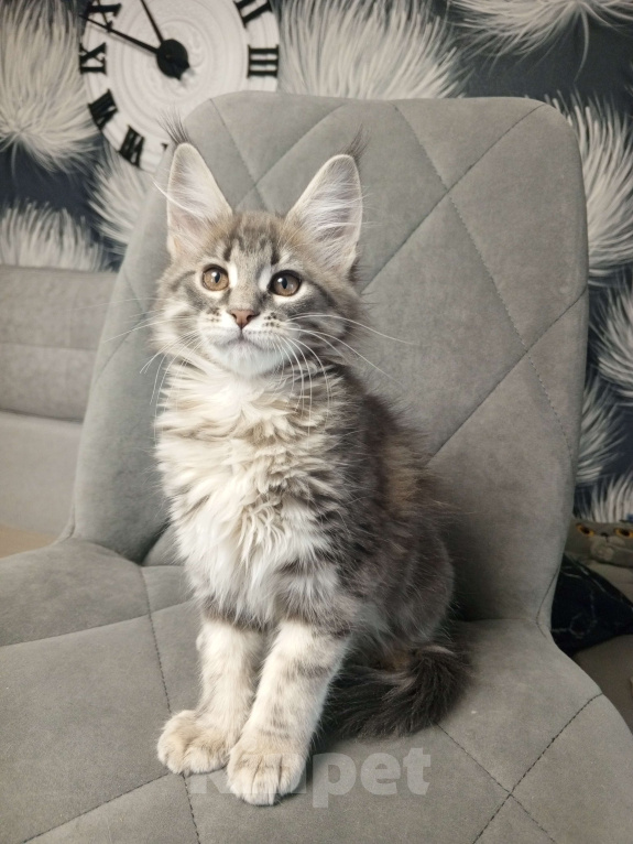 Кошки в Красноярске: Еврик  огромный Мальчик, 70 000 руб. - фото 3