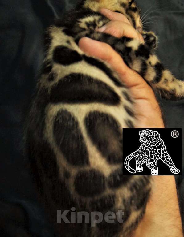 Кошки в Петропавловске-Камчатском: Бенгальский котик. ШОУ. Профессиональный питомник. Мальчик, Бесплатно - фото 6