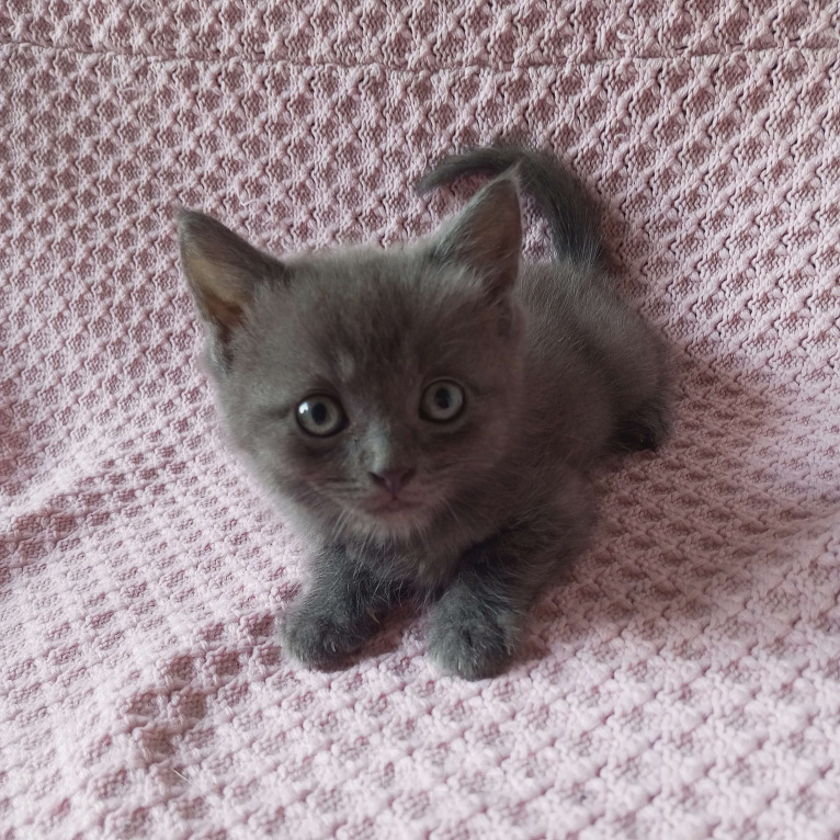 Кошки в Майкопе: отдаю котят в добрые руки Девочка, Бесплатно - фото 1