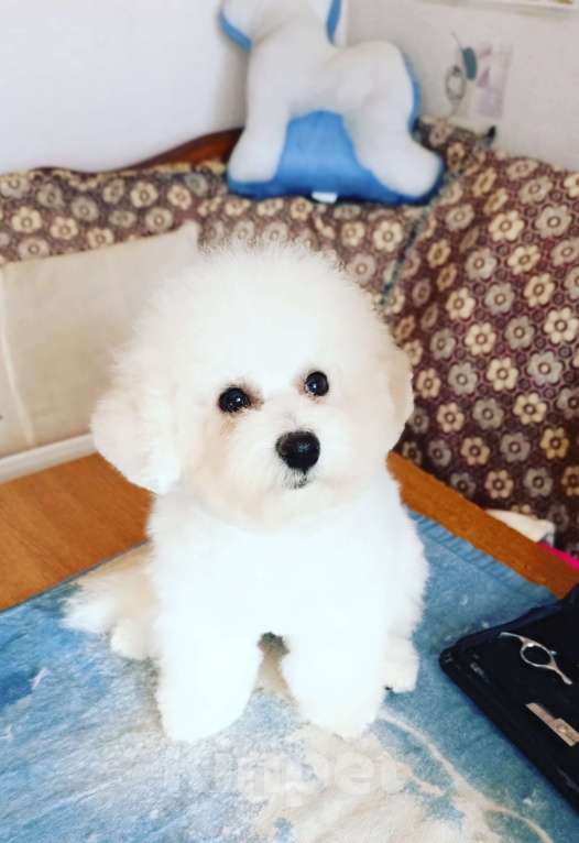 Собаки в Казани: Бишон в добрые руки Мальчик, Бесплатно - фото 1