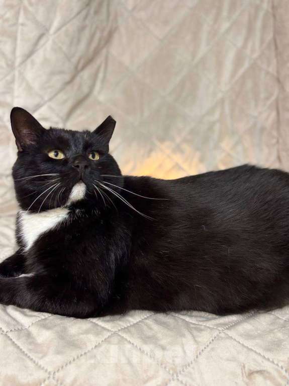 Кошки в Санкт-Петербурге: Очаровательный Дик Мальчик, Бесплатно - фото 1