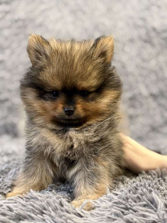 Собаки в Москве: Щенок померанский шпиц Девочка, 70 000 руб. - фото 3