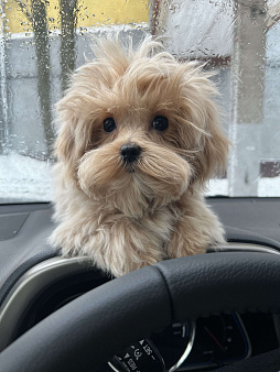 Микро мальчик мальтипу f1