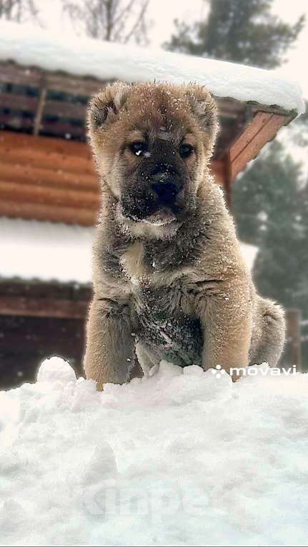 Собаки в Медвежьегорске: Продам щенков Мальчик, Бесплатно - фото 6