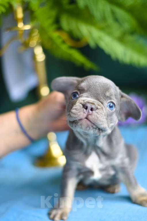 Собаки в Москве: очаровательный мальчик лиловый с подпалом Мальчик, 75 000 руб. - фото 1