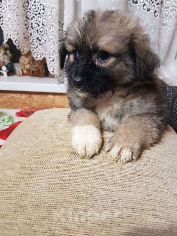 Собаки в Саке: счастливые глазки ждут тебя Разнополые, Бесплатно - фото 5