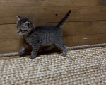 Кошки в Краснодаре: Котята (мальчики) ищут Дом ♥️ Мальчик, Бесплатно - фото 2
