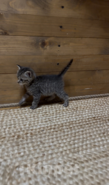 Кошки в Краснодаре: Котята (мальчики) ищут Дом ♥️ Мальчик, Бесплатно - фото 2