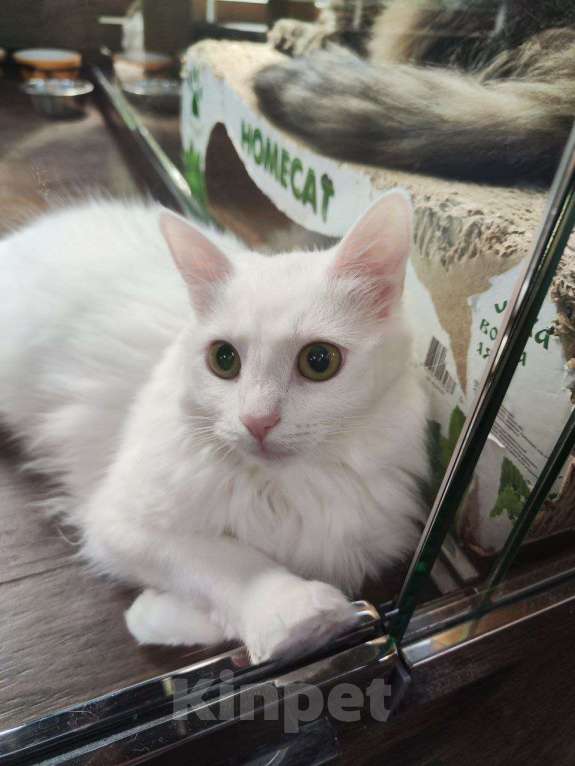 Кошки в Москве: Кошка удивительной красоты Девочка, Бесплатно - фото 2